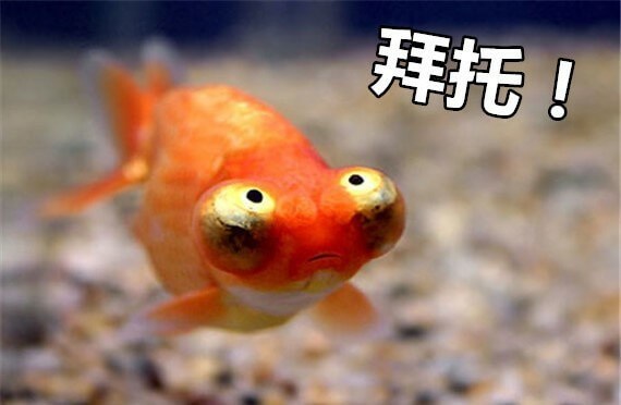 朝天龙